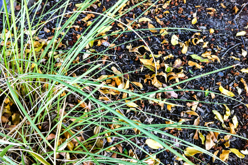 16/365: Dry season