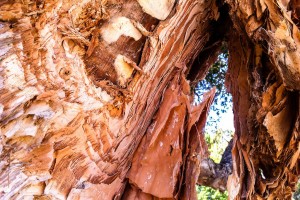 17/365: Paperbark
