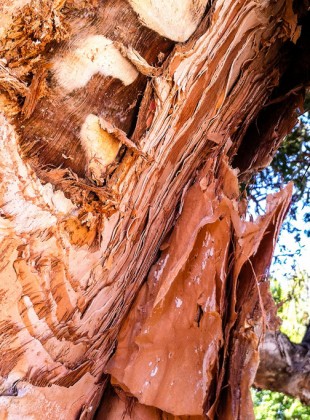 17/365: Paperbark