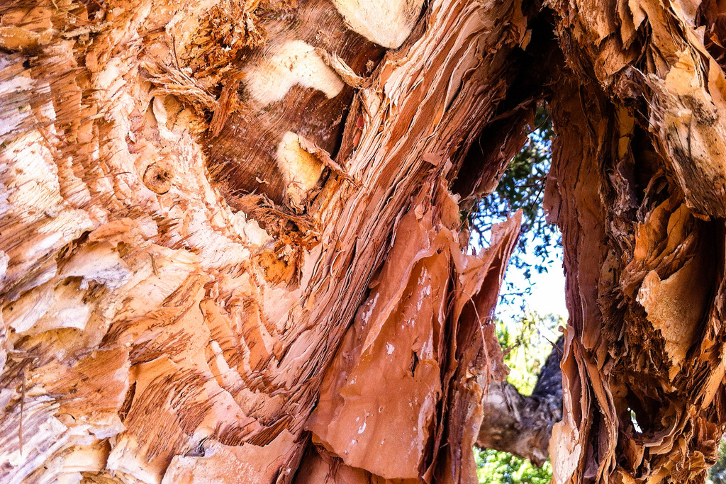 17/365: Paperbark