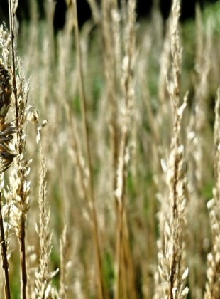 7/365: Long grass