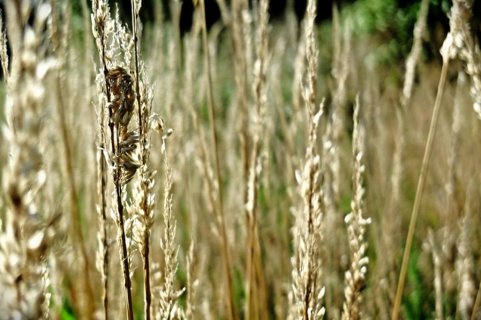 7/365: Long grass
